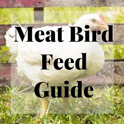 Meat Bird Feed Guide